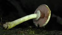 Agaricus miniatus image