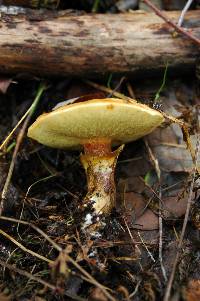 Suillus grevillei image