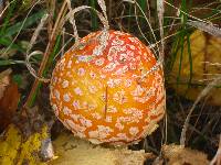 Amanita amerimuscaria image