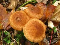 Armillaria solidipes image