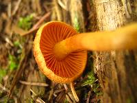 Cortinarius cinnamomeus image