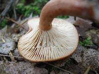 Lactarius tabidus image