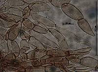 Pholiota granulosa image