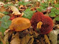 Cortinarius semisanguineus image