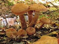 Armillaria solidipes image