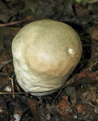 Calvatia cyathiformis image