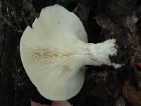 Clitocybe rivulosa image