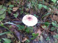 Macrolepiota konradii image