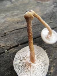 Armillaria mexicana image