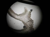 Armillaria mexicana image