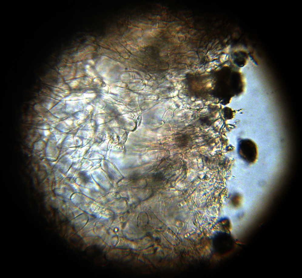 Armillaria mexicana image