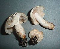 Tricholoma lascivum image