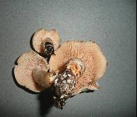 Tricholoma lascivum image