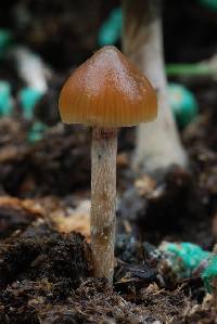 Psilocybe alutacea image