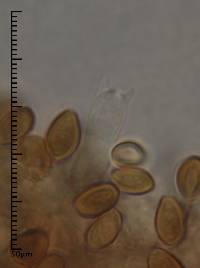 Psilocybe alutacea image