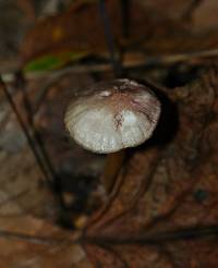 Mycena rutilantiformis image