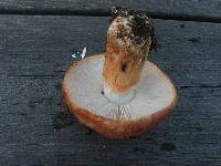 Tricholoma batschii image