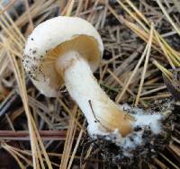 Cortinarius argutus image