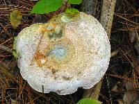 Lactarius chelidonium image