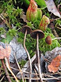 Psilocybe turficola image