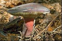 Russula queletii image