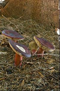 Russula queletii image