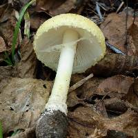 Amanita amerimuscaria image