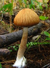 Psathyrella delineata image