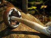 Psathyrella delineata image