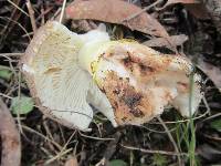 Amanita luteolovelata image