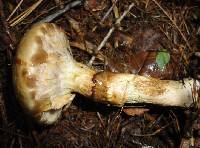 Suillus viscidus image