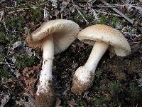 Amanita crenulata image