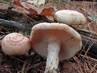 Lactarius vinaceorufescens image