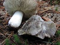 Tricholoma niveipes image