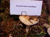 Hygrophorus bakerensis image