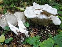 Clitocybe dilatata image