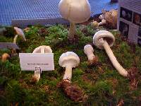 Agaricus albolutescens image