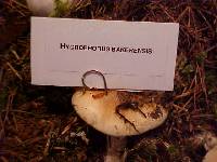 Hygrophorus bakerensis image