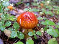 Hygrophorus speciosus image