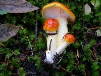 Hygrophorus speciosus image