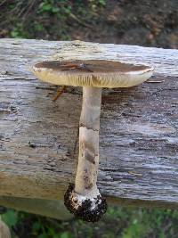 Amanita porphyria image