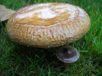 Paxillus involutus image