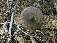 Amanita constricta image