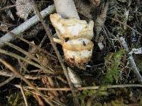 Amanita constricta image