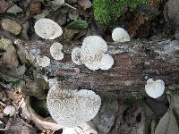 Crepidotus calolepis image