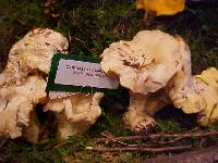 Cantharellus subalbidus image