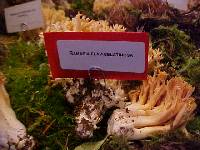 Ramaria flavigelatinosa image