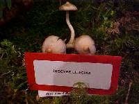 Inocybe lilacina image