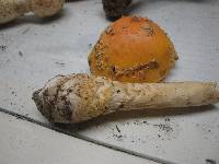 Amanita amerimuscaria image