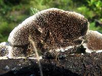 Trametes villosa image